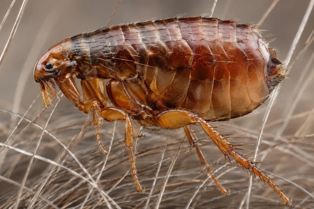what does a flea look like