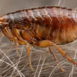 what does a flea look like